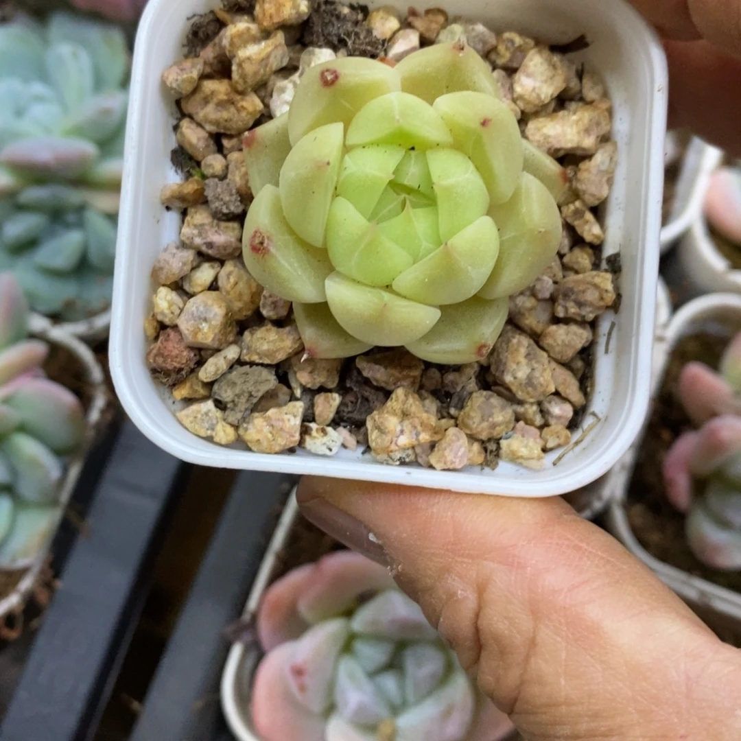 精品多肉一物一拍不包整145