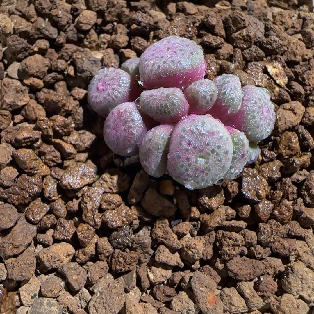 肉锥多肉植物组合-红色青团338