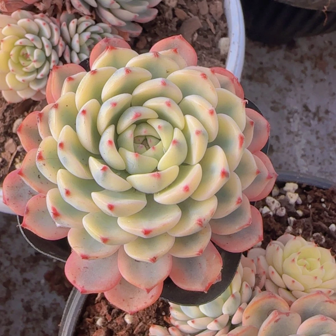 【闪购商品】单头姬莲锦