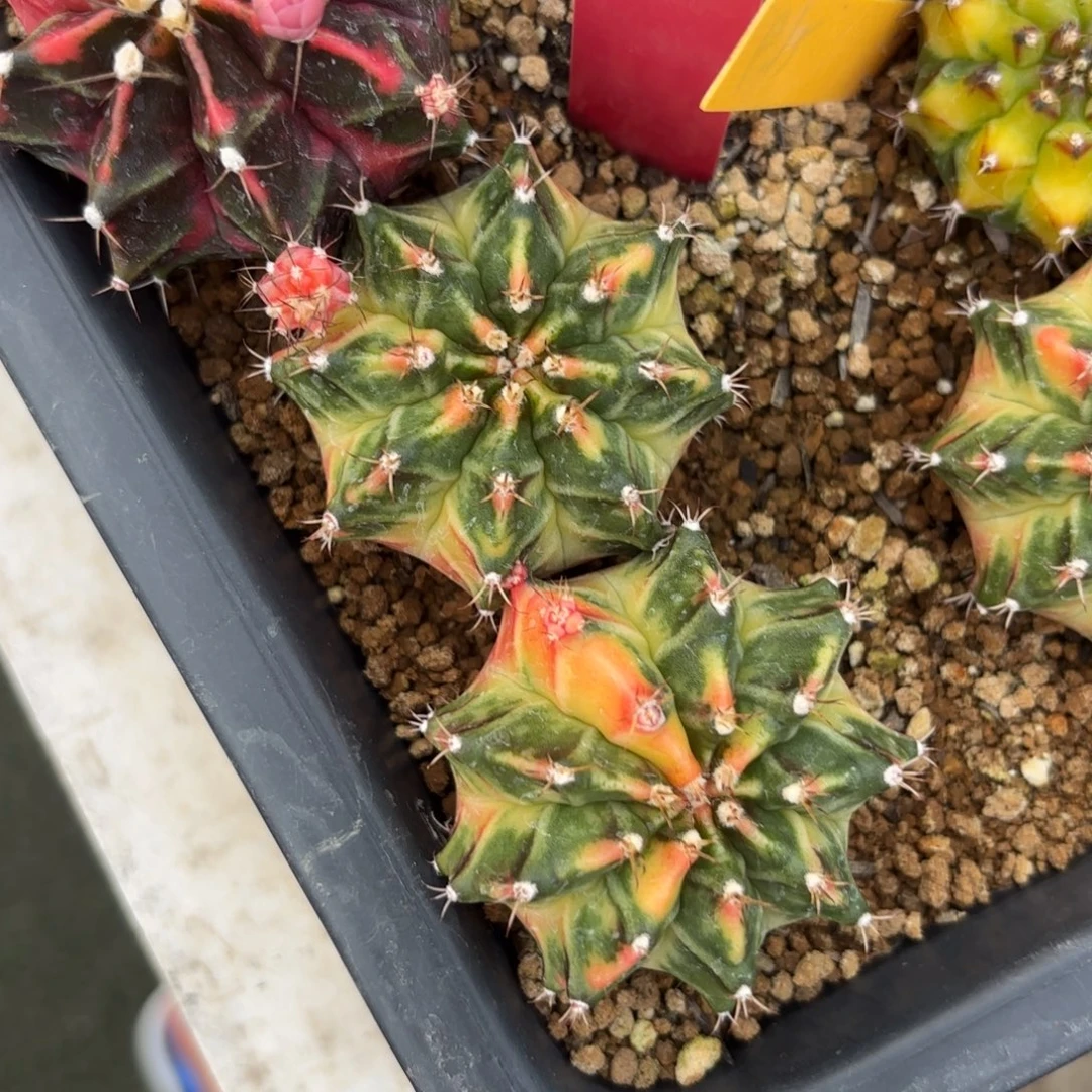 L545-0103泰国发货 luna