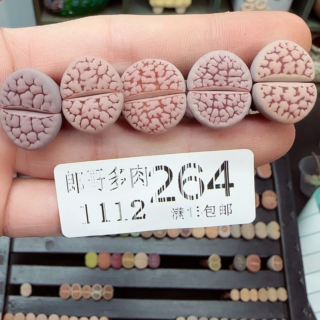 满满118包邮1112-264