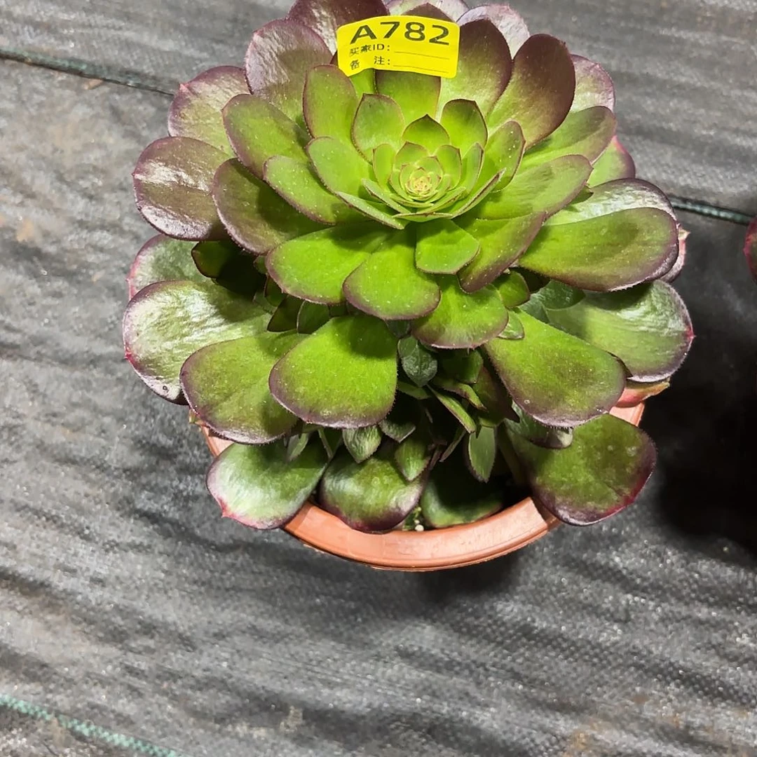 雨何752多肉多肉