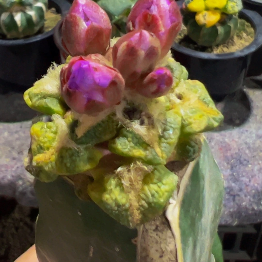 无花朵福利散班大尤黑牡丹锦670