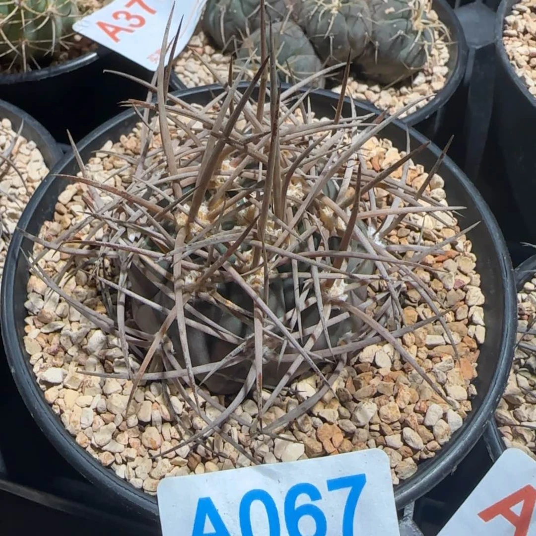 摩天龙 自根仙人球067