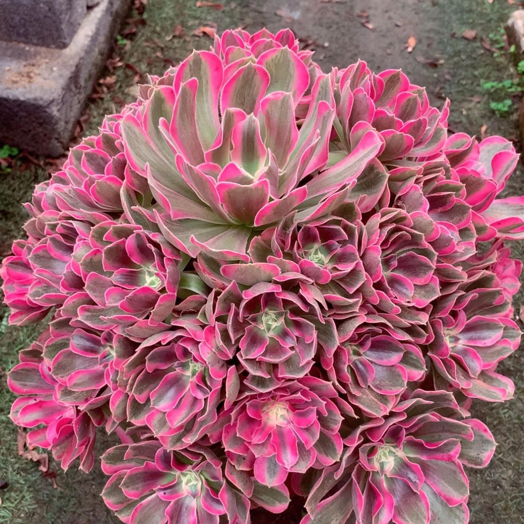 男神捧花，多肉植物