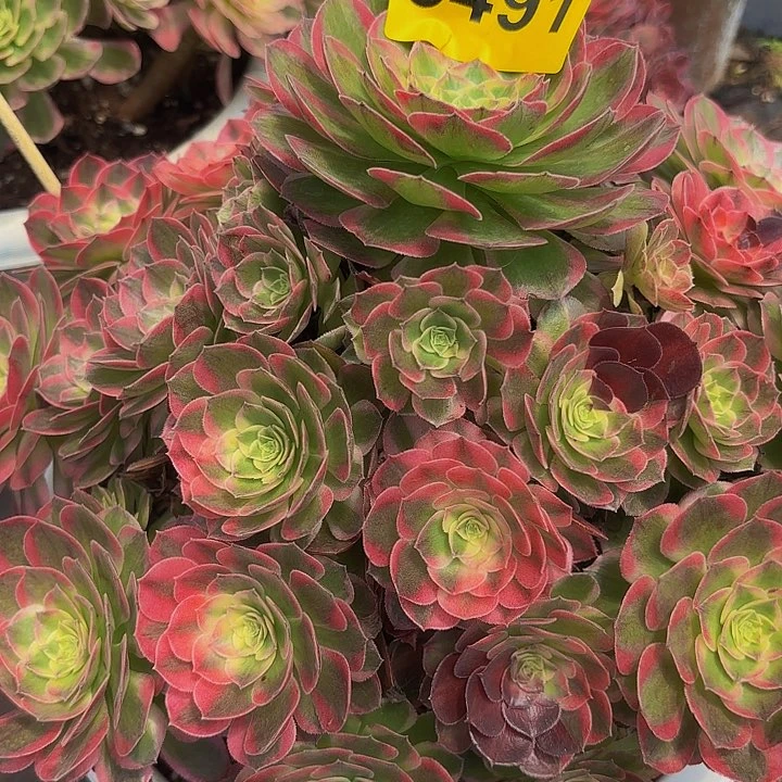 多肉植物海仙3491
