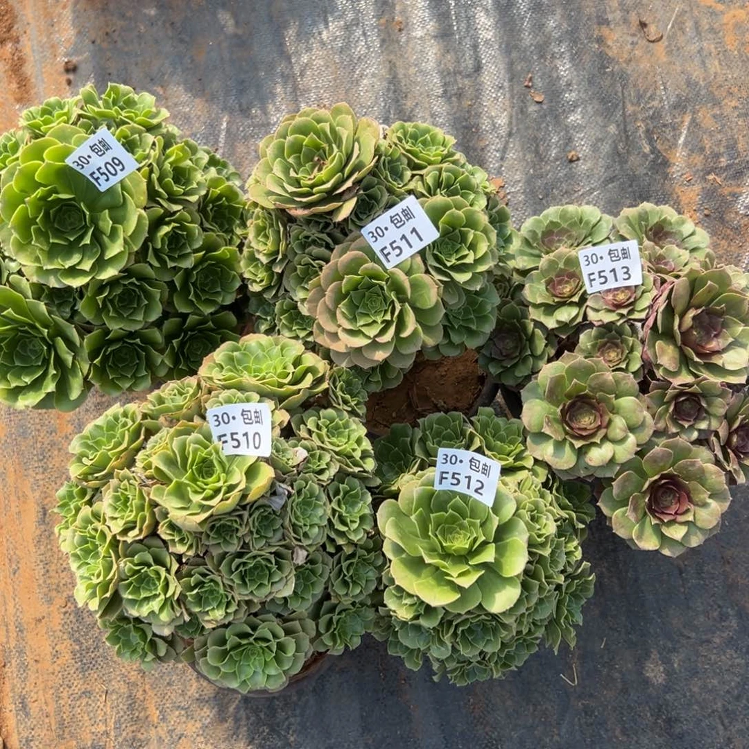 阿*5颗组合多肉法师