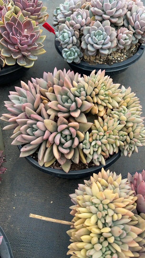 漂亮的好看的多肉多肉