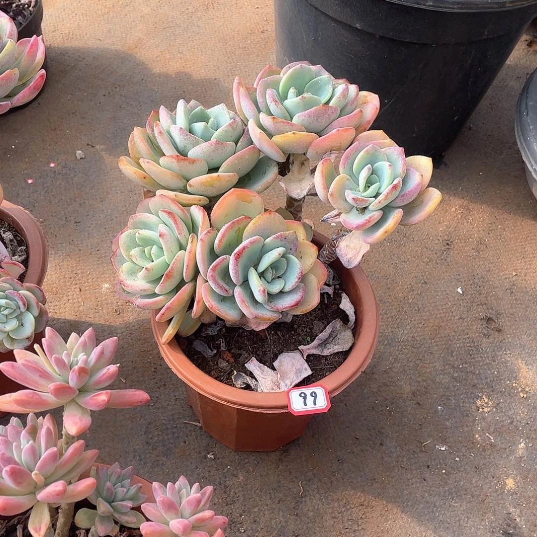 99白月光 一物一拍多肉