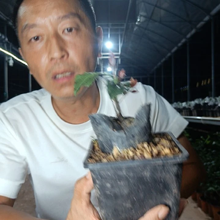 完全开放031赤红梦