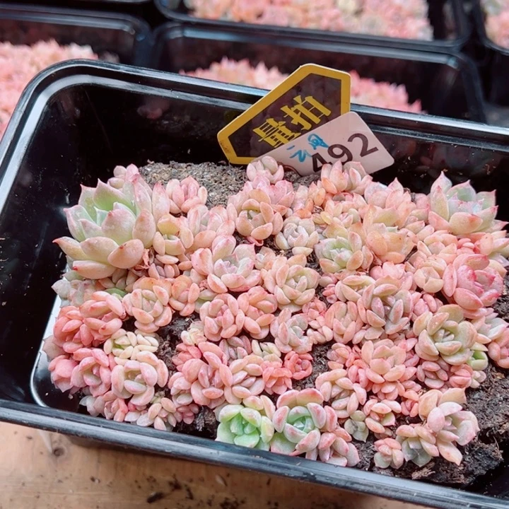 多肉植物多肉植物
