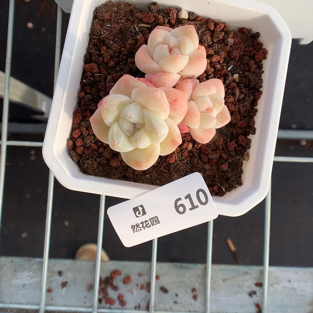 610冰玉多肉植物6666