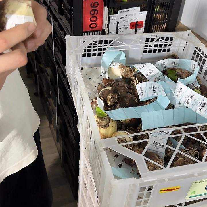 珊瑚之星5.5公分 丑球