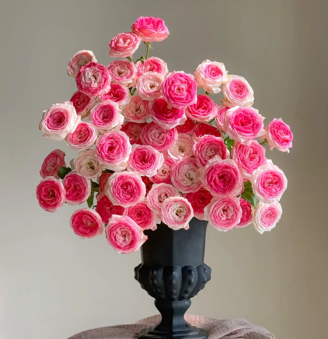 【午夜魔法AK】粉色稀有多头玫瑰10枝 |全场任意两单鲜花包邮