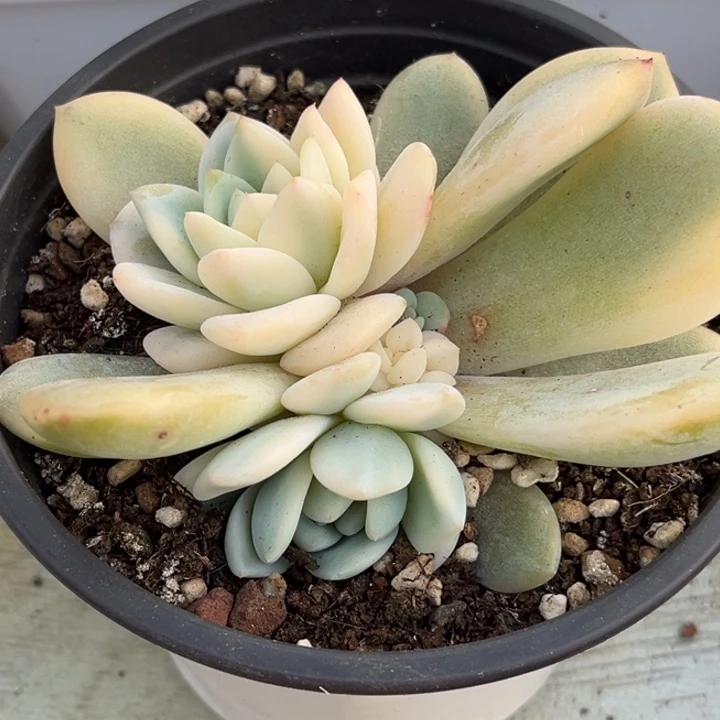 宇***婷橙梦露锦一颗价格