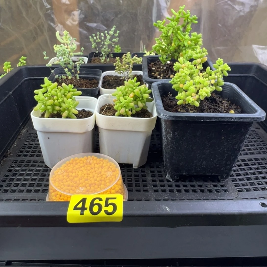 枝干番杏多肉植物465