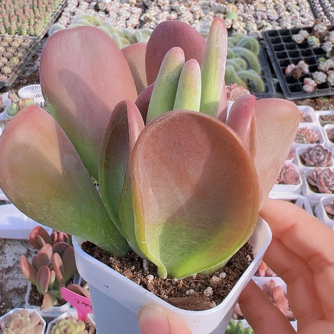 火狐狸19包邮多肉植物