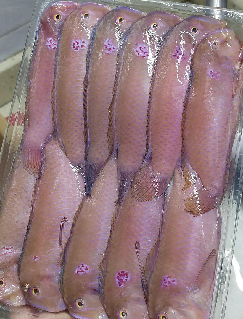 广东神泉本港马头鱼红心鱼老鼠鱼1斤11-13条装 肉质鲜美 顺丰冷链