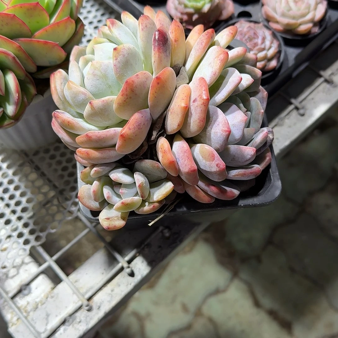 三头成梦露多肉植物