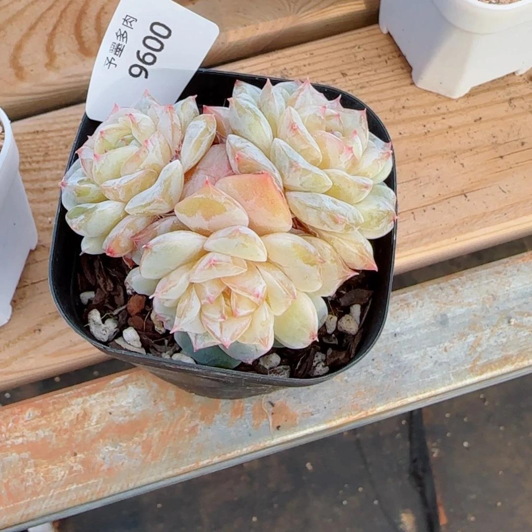 梦境，9600多肉植物