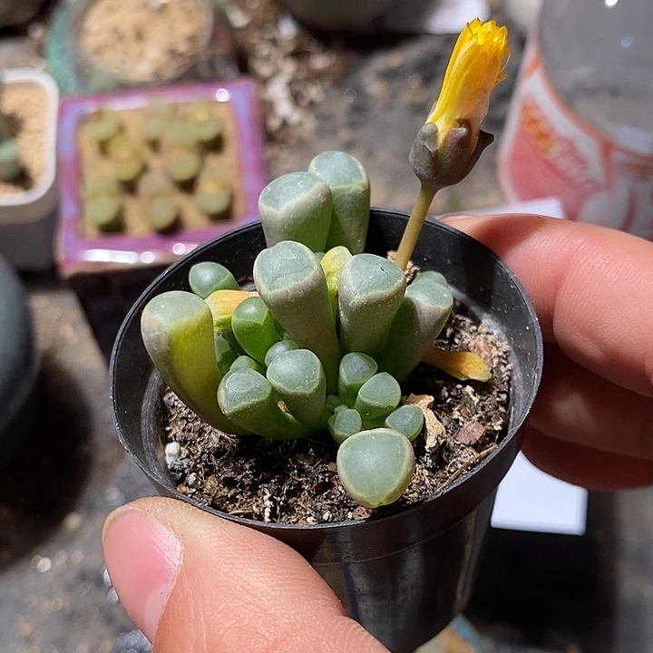 6341。  开花五十林锦一颗。