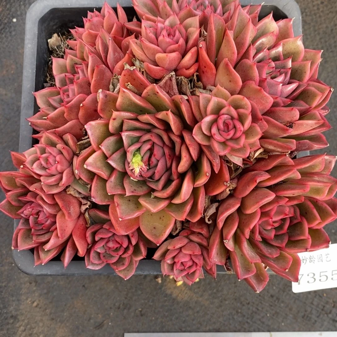 7355杂交多肉老桩