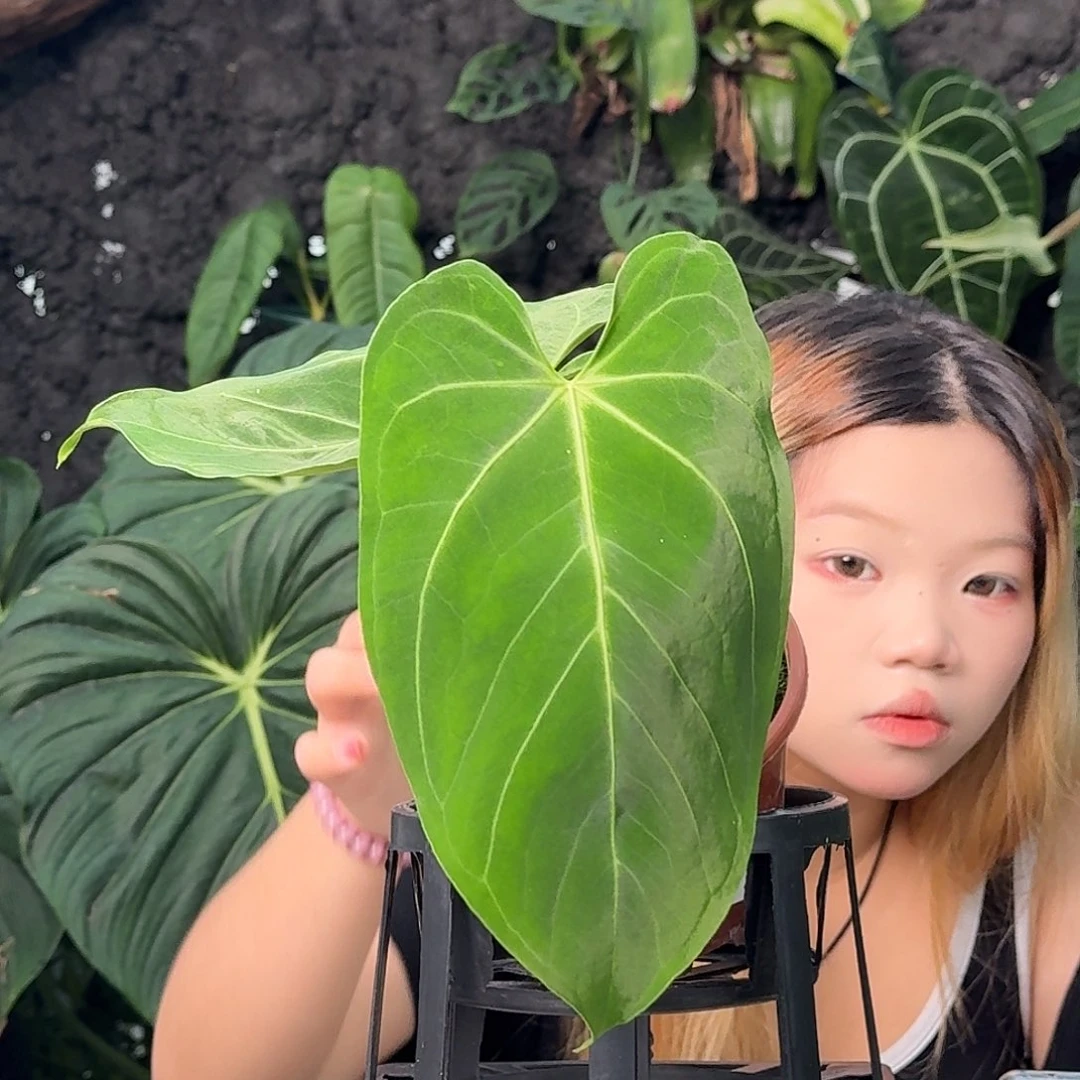 无花朵z****9一物一拍Z02