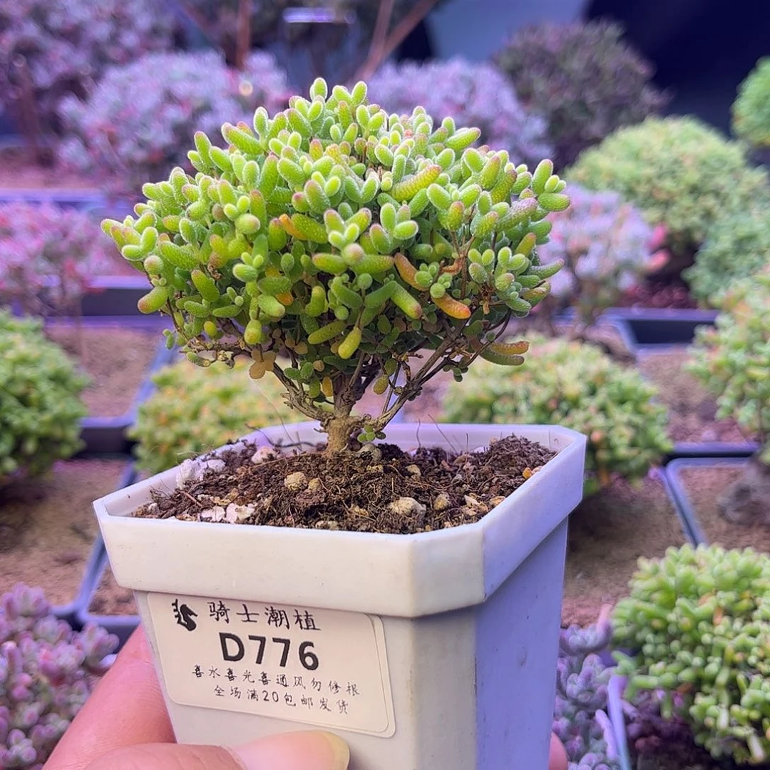 776蜜橘糖球枝干番杏