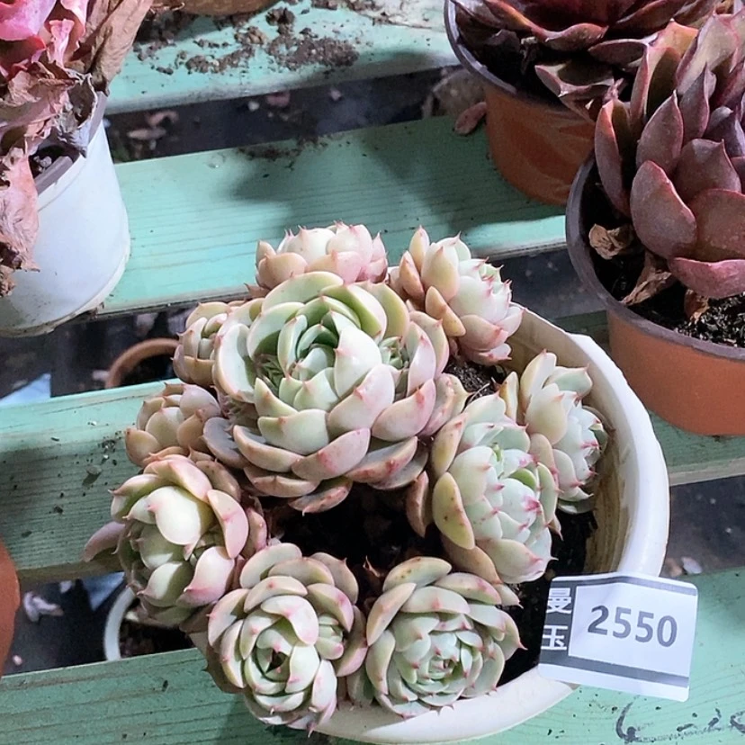 【闪购商品】笨吧2550