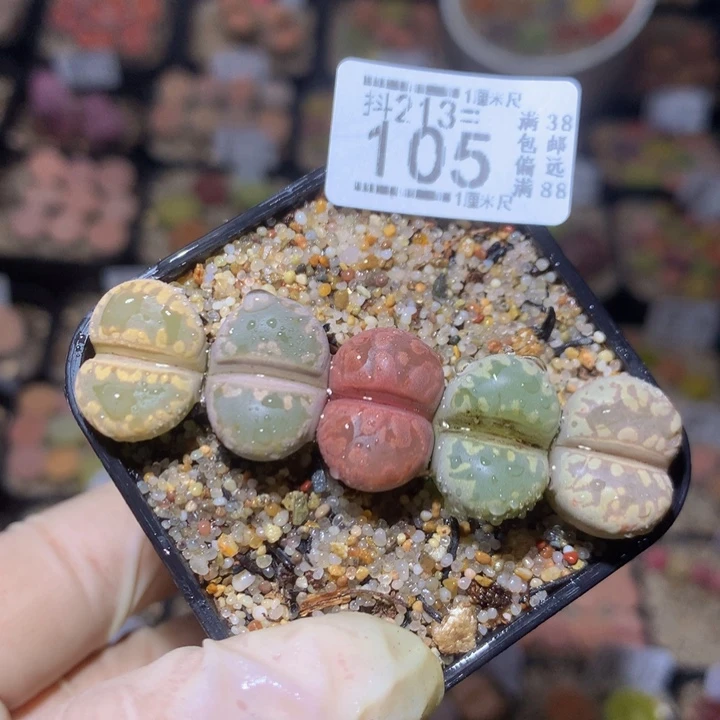 精品生石花213.105