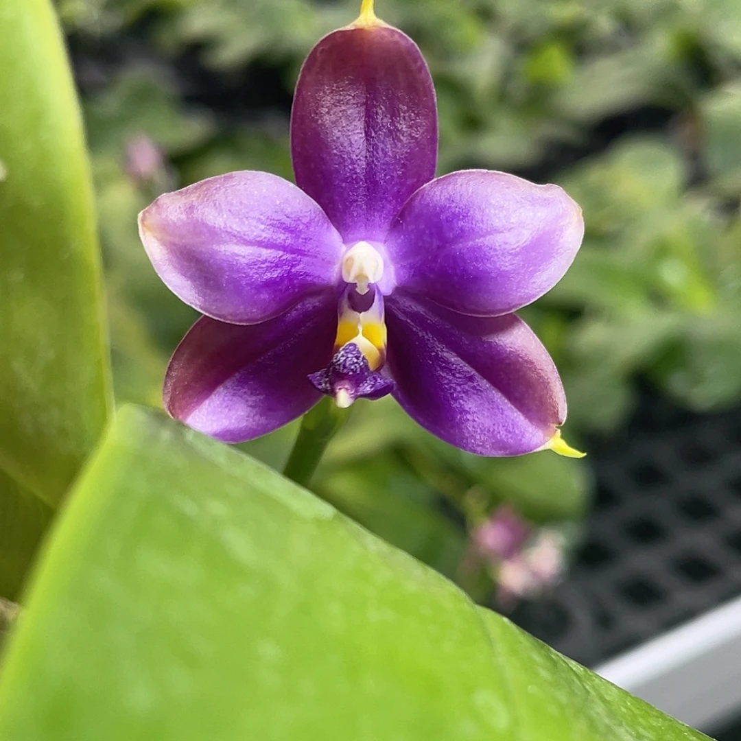 完全开放鱼鸟 开花株 490号