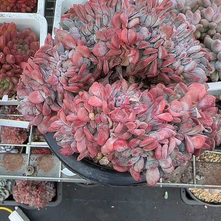 青蛙王子儿童牙膏11