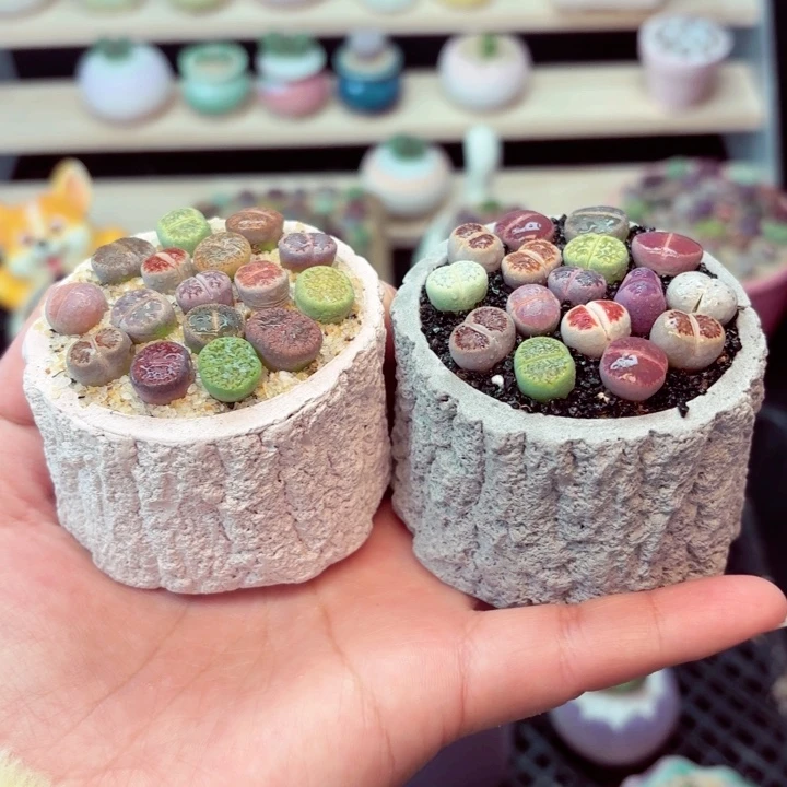 8029零下地区记得拍保温箱