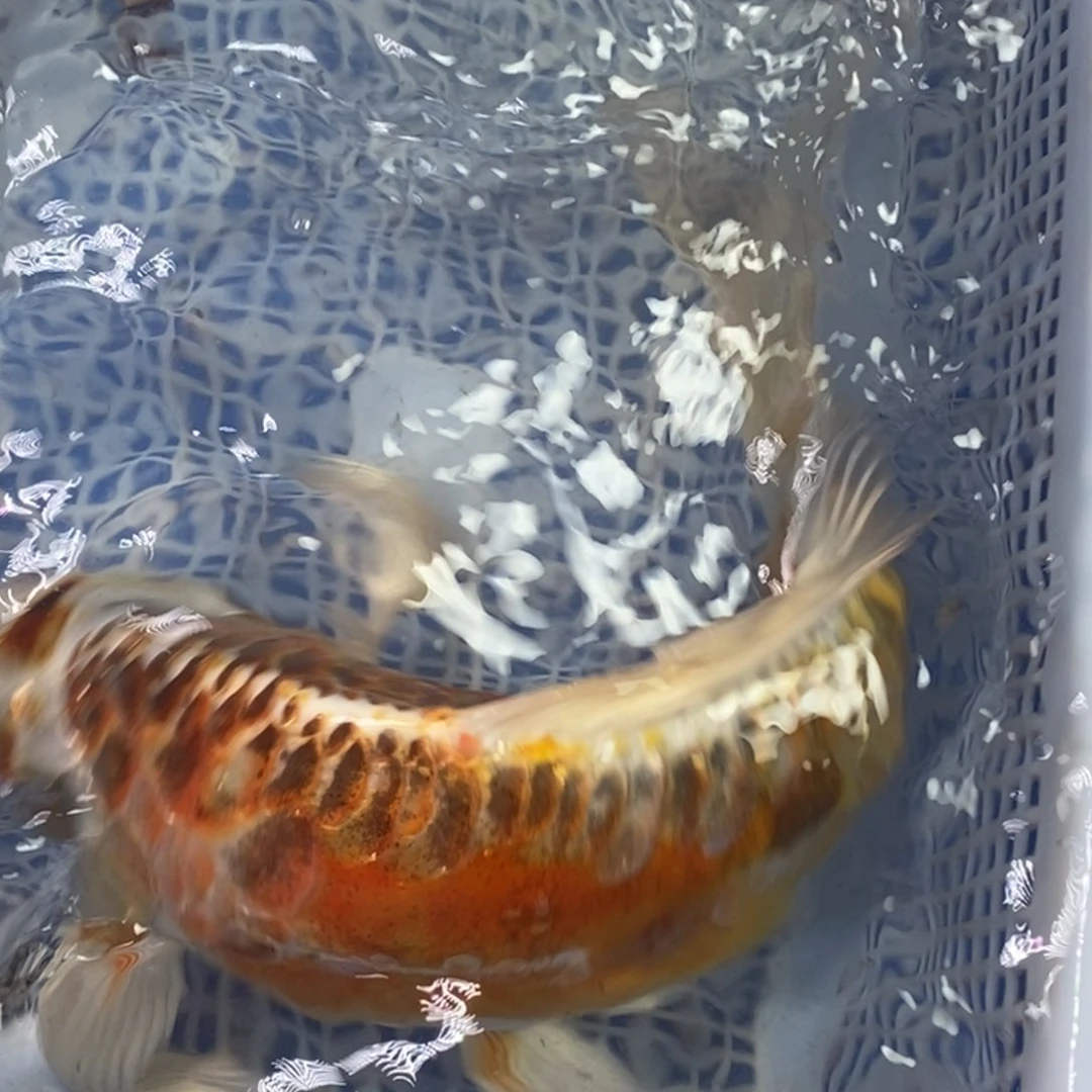 锦鲤冷水金龙包邮