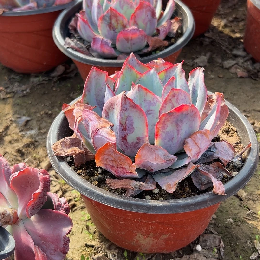 多肉植物蓝光单头