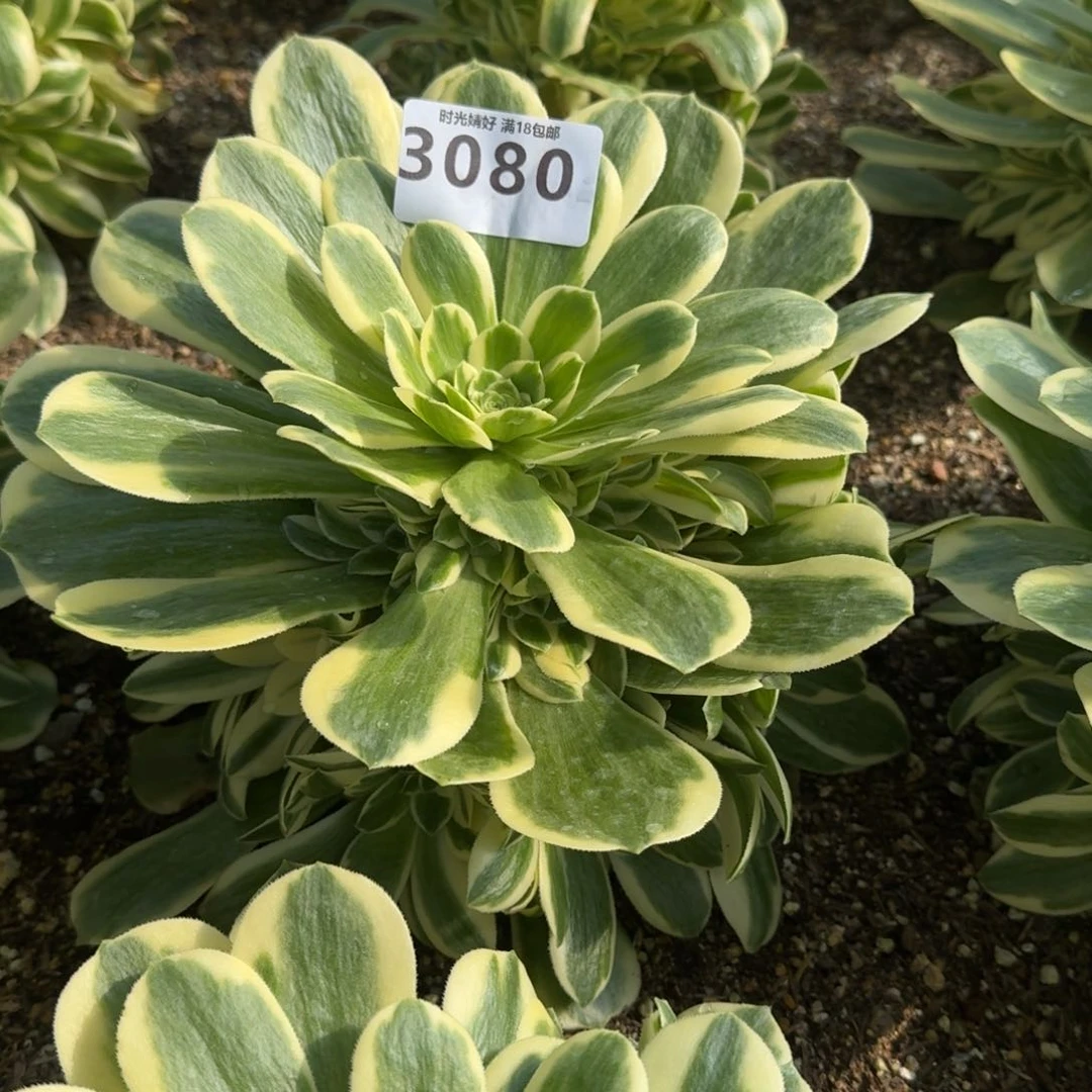 涛*a3080迈巴赫寄养到秋