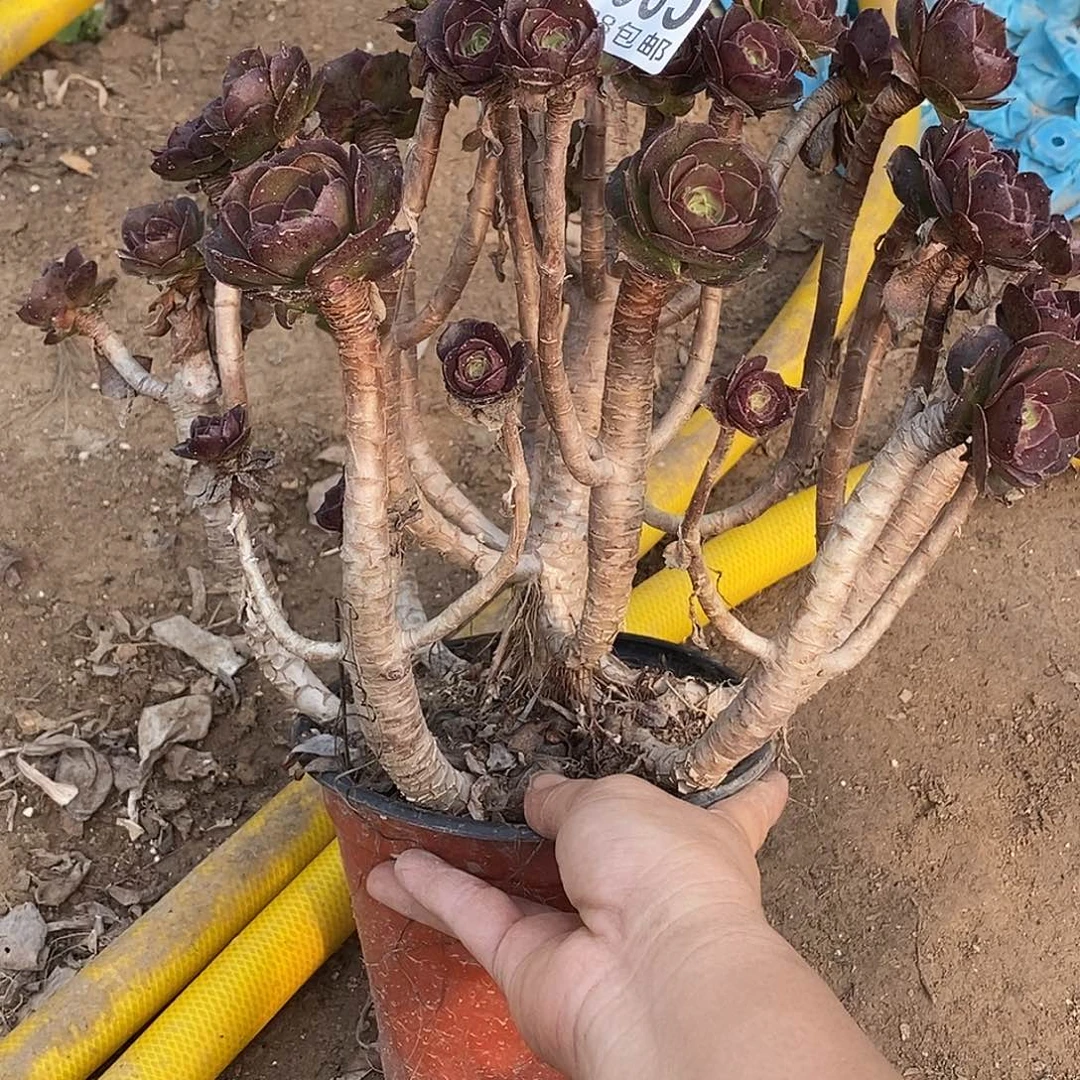 65 多肉植物不包断枝