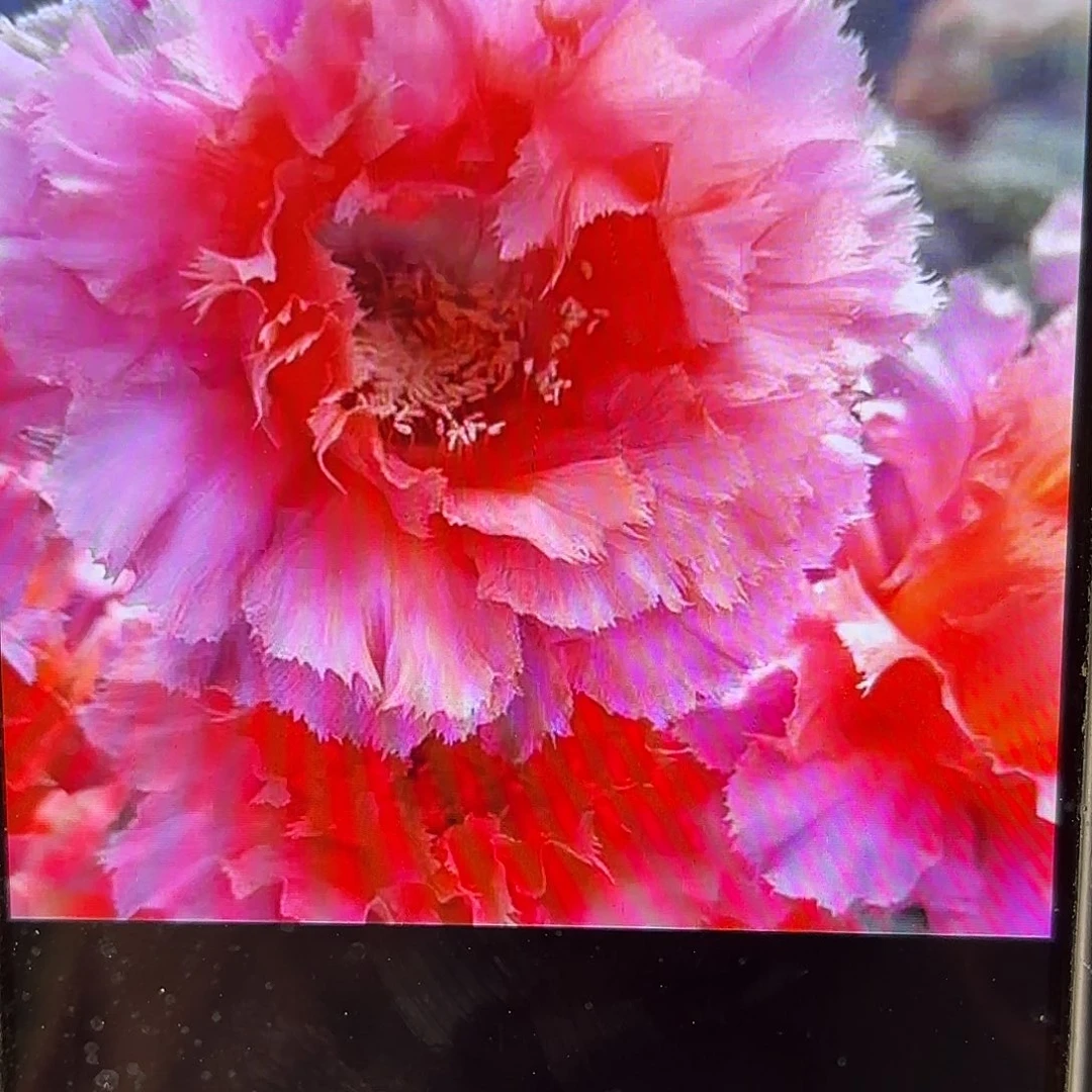 魅羽彩侧牙20包邮25