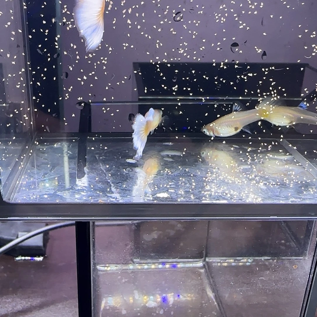 孔雀鱼拉珠利紫尾两对！！
