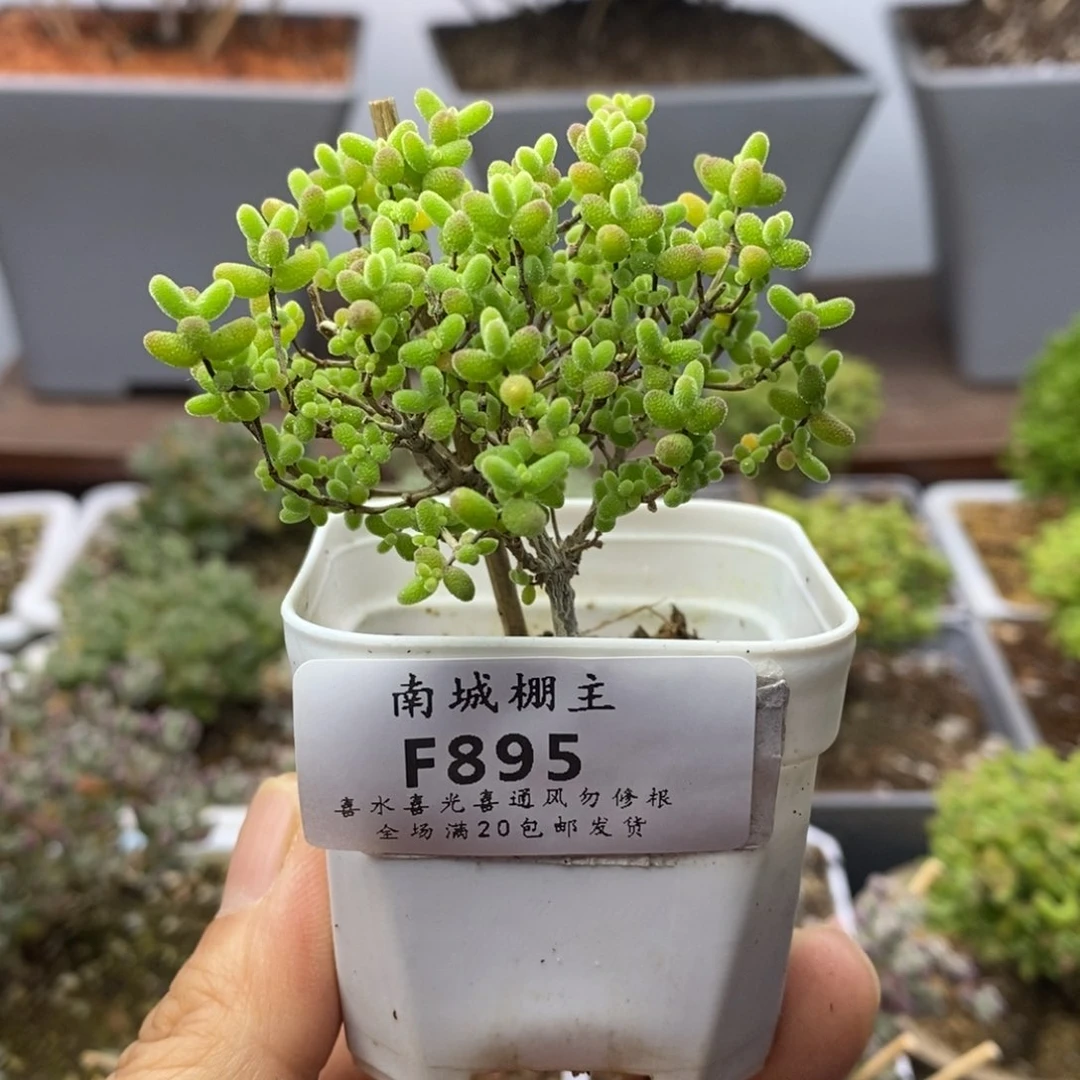 895蜜橘糖球枝干番杏