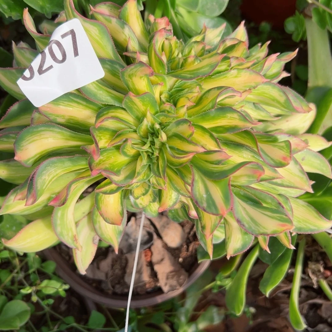 207 号多肉植物法师