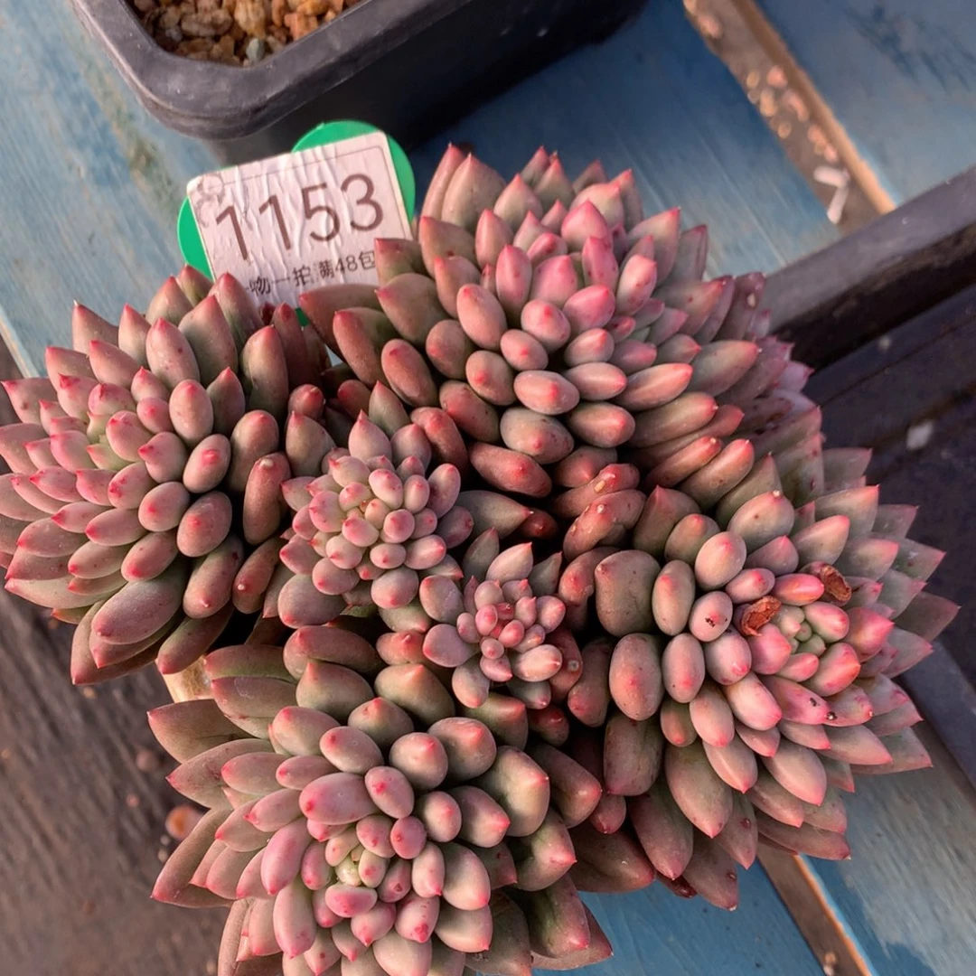 黄体岩字开播福利