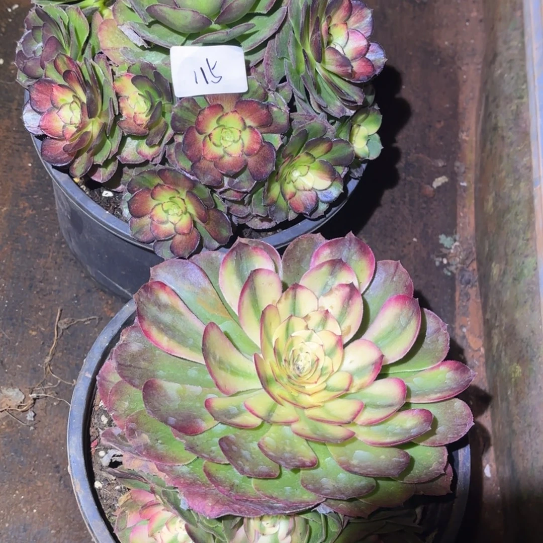 云南多肉植物组拍