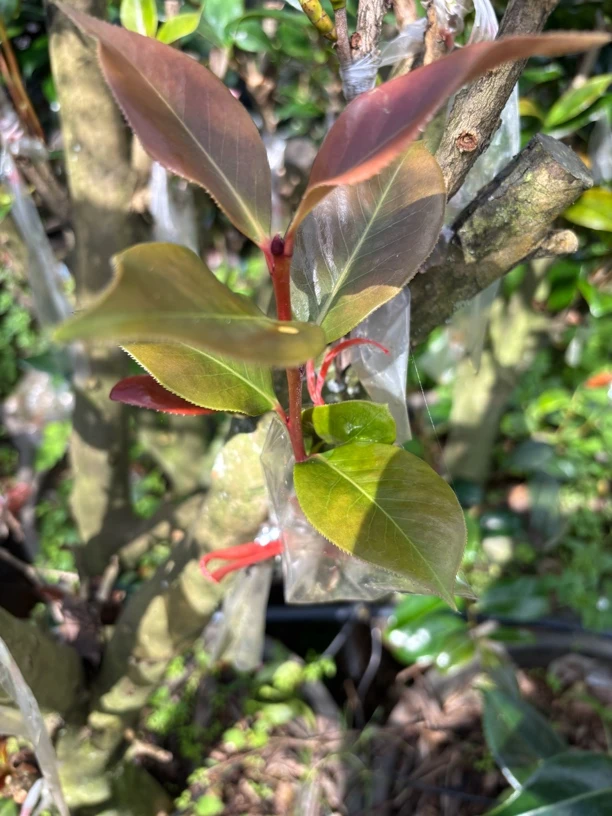 云南茶花，直播专用