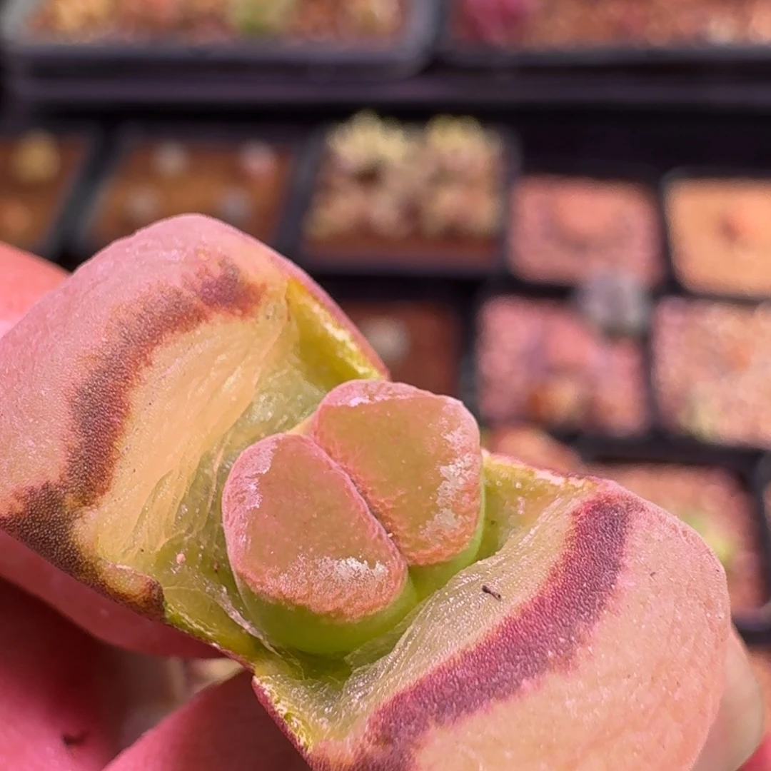 笙****D 云缦精品番杏17.32粉绒窗