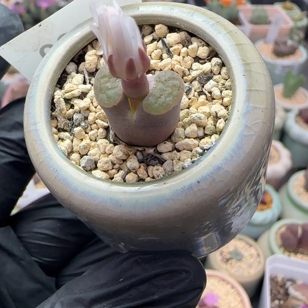 5630--一物一拍 带盆