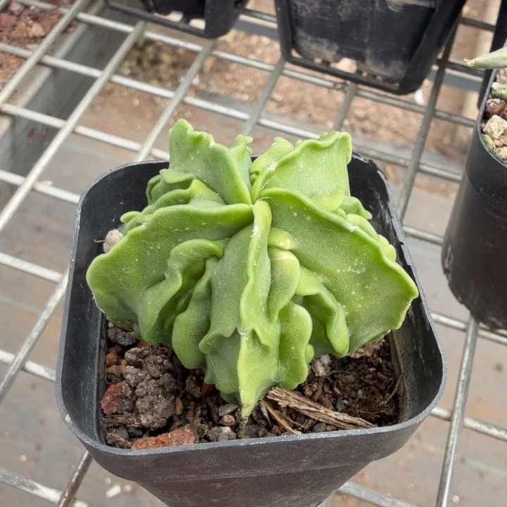 实生小核桃4仙人球