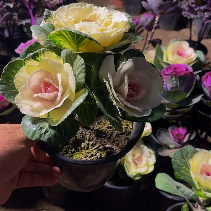 粉白色路西路多头