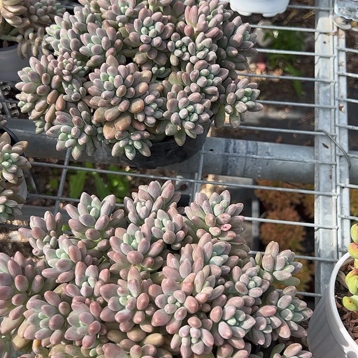 大盆形带路多肉植物