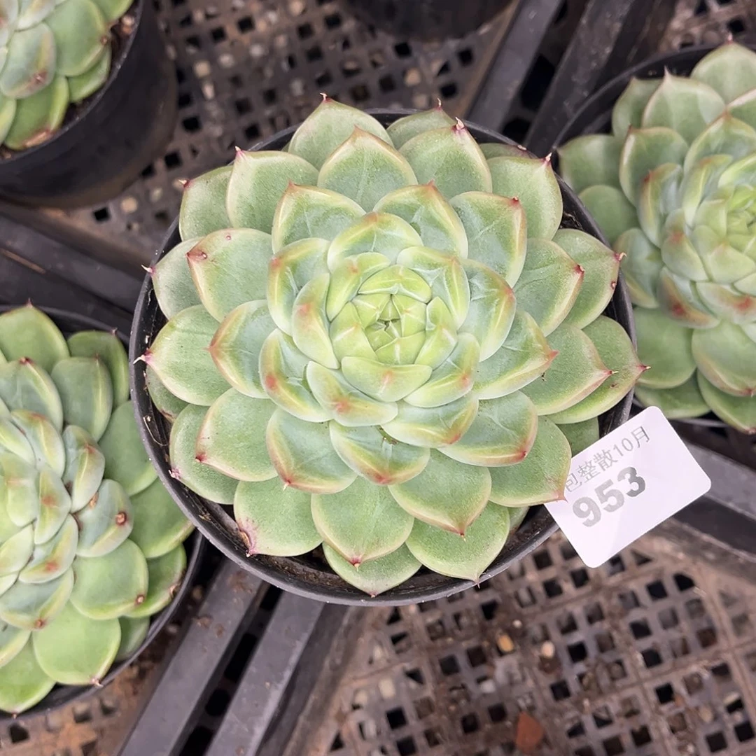 阿雅园艺。      953钻石珍妮